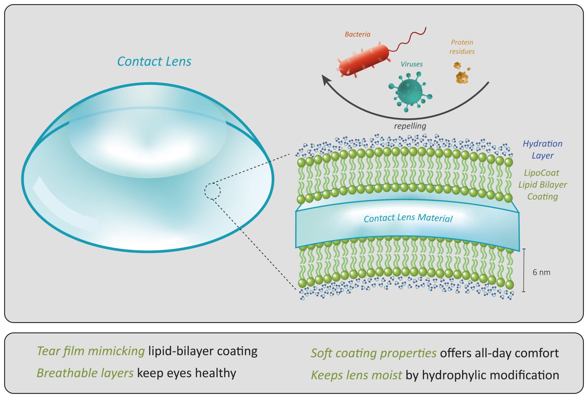 Contact lens coating LipoCoat Bio inspired coatings