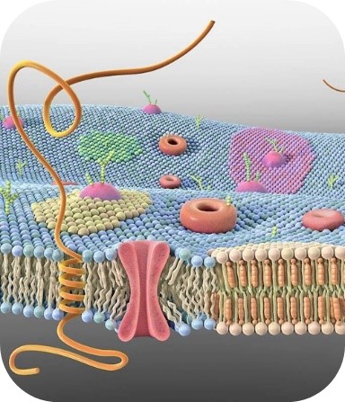 cross-section of a cell membrane